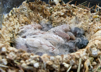 Wall Mural - Zebrafink zebra finch Küken chick baby Nest (0260)