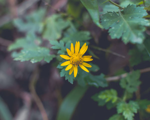 yellow flower in the garden