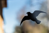 Fototapeta Sawanna - sticker of a bird against bird strikes at a window