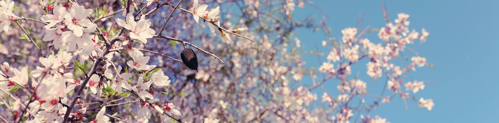 background of spring almond blossoms tree. selective focus.