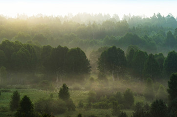  Early Morning Mist over Trees at Altai Mountains, Kazakhstan. Sun Glow. Fantasyland, Blue Hour Concept.
