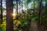 Fototapeta Na ścianę - Hidden pathway at sunset on the Sunshine Coast, Australia