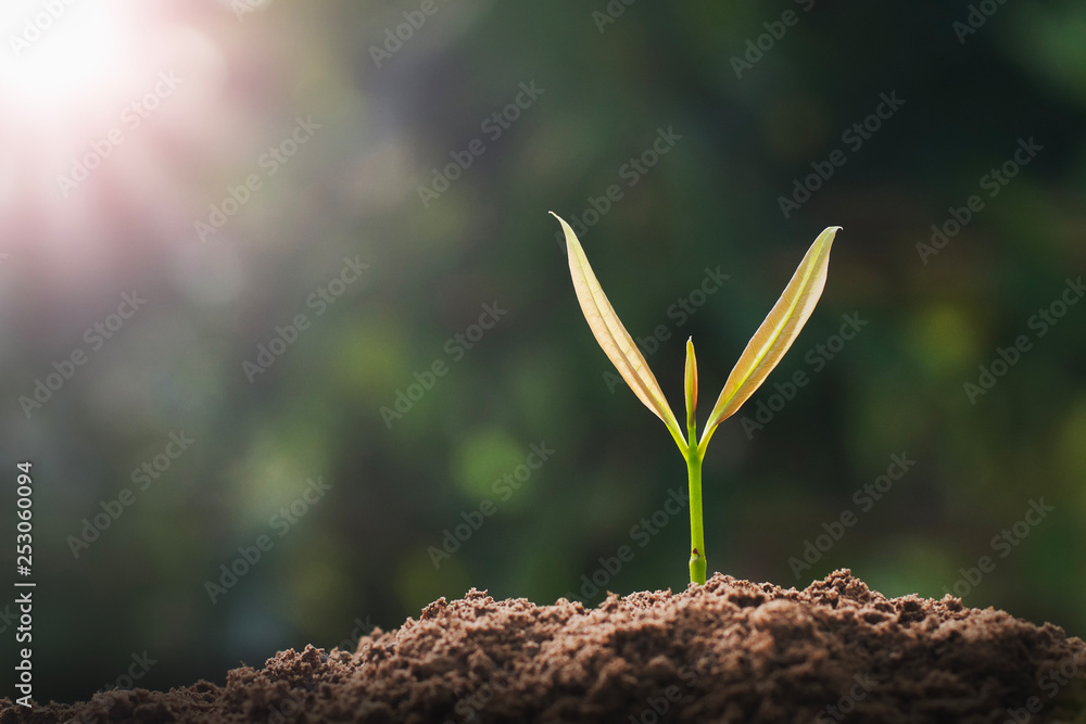 small green tree growing in garden with sunlight. eco concept - obrazy, fototapety, plakaty 