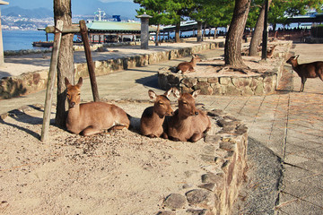 Wall Mural - Itsukushima Shrine, Miyajima, Japan