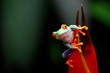 Red tree frog -  Agalychnis callidryas