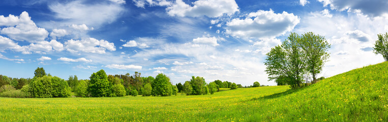 field with dandelions and blue sky