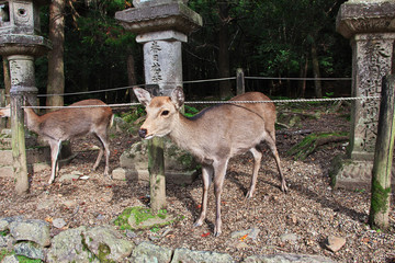 Wall Mural - Nara, Japan