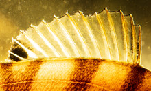 Perch Fish Fins In Gold Color