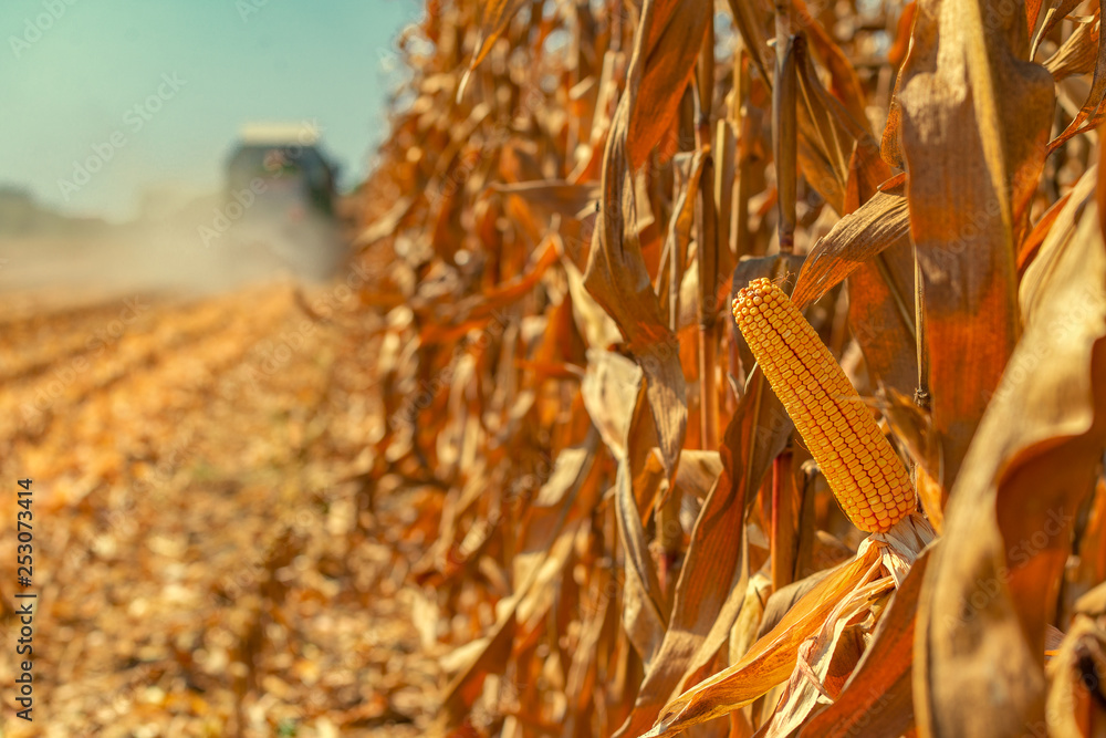 Combine harvester is harvesting corn crops - obrazy, fototapety, plakaty 
