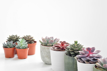 Wall Mural - Green plants, succulents, in cement concrete pots stand in a row on a white background. The concept of a flower shop, gifts for women and the protection of nature.