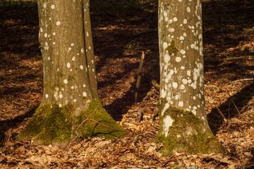 The trunk of two trees is covered with moss and lichen. Lit by the sun.  Texture