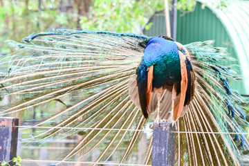 Chai nat Thailand December 26 2019 see birds at Chai NAT Bird Park is a place of chainat province. Bird cage is the biggest in Asia, covering an area of 26 hectares and contains various species birds.