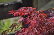 Red maple branches
