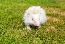 Hedgehog, Rare, White, Albino, Wild, European Hedgehog In Natural Garden Habitat On Green Grass Lawn And Facing Forward.  Erinaceus Europaeus, Horizontal. Landscape