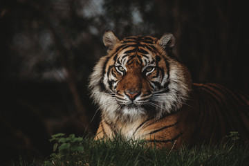 Sumatran Tiger