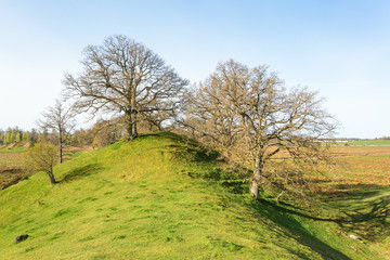 Esker with oak trees on the hill in the rural landscape