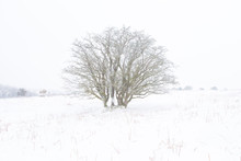 Lone Ice Covered Tree In The Snow