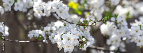 Spring flowers  on branches of a plum tree.
