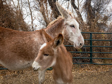 Donkey Mother And Foal