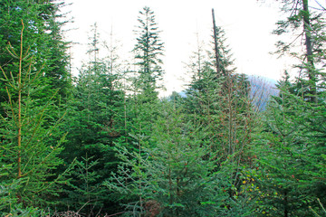 Wild green forest with old spruces. Coniferous wood