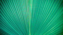 Abstract Elegance Green Stripes From Nature, Tropical Palm Leaf Texture Background, Vintage Tone.