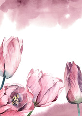  watercolor pink tulips with rose paint splash on white background for greetings card