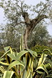 Olive and agave plant