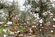 Plum blossoms in an olive grove