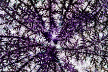 Natural Abstract Background. Top View. Purple Bush With Thorns.