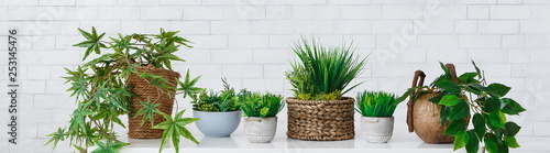 Fotografía Collection of houseplants in pots over white wall