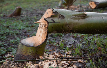 Tree Knocked over by Beavers