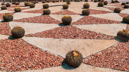 Wall Mural - Beautiful ornamental cactus garden