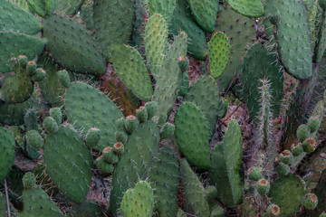 Wall Mural - Cactus texture