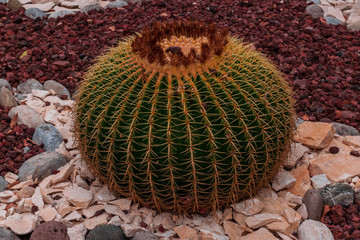 Wall Mural - Cactus garden