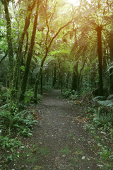 Wall Mural - Walking trail