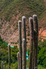 Wall Mural - Wild cactus between the mountains and river