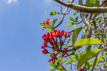 Wall Mural - Red tropical flower blossoming on the tree. Bright, sunny day. Floral background.