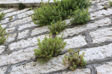 Old stone wall with plants between bricks. Antique background