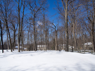 Wall Mural - In the backyard the day after the snowfall