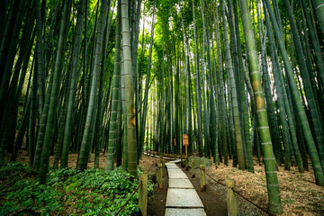  Ogród bambusowy Zen w Japonii