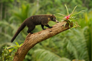 White-nosed Coati - Nasua narica, known as the coatimundi, member of the family Procyonidae (raccoons and their relatives)