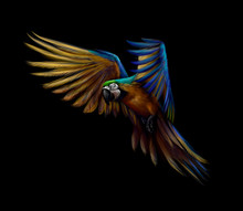 Portrait Blue-and-yellow Macaw In Flight On A Black Background. Ara Parrot, Tropical Parrot