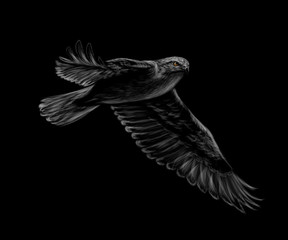 Fototapete - Portrait of a flying falcon on a black background.