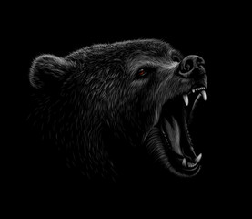 Fototapete - Portrait of a brown bear head on a black background. Grin of a bear