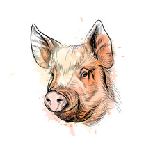 Portrait Of A Pig Head. Chinese Zodiac Sign Year Of Pig