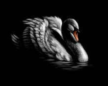 Portrait Of A White Swan On A Black Background
