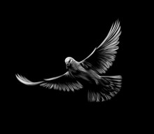 Flying White Dove On A Black Background.