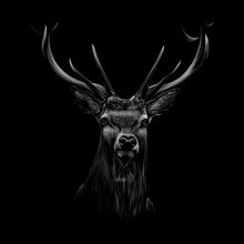 Portrait Of A Deer Head On A Black Background