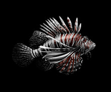 Tropical Fish. Portrait Of A Lionfish On A Black Background