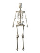 © Sebastian Kaulitzki - 3d rendered medically accurate illustration of a females skeleton system